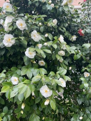 茶花语录用茶花的话来表达内心的情感