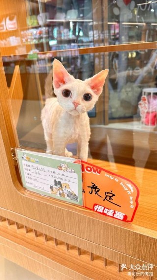 宠物店的猫咪们，你们知道你们的主人有多少秘密吗？