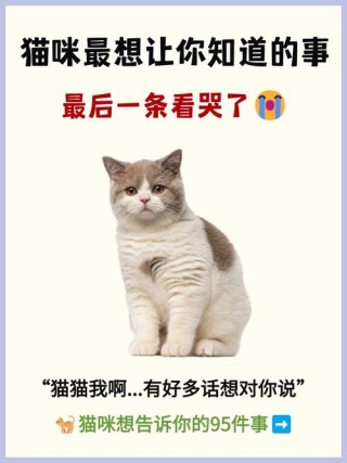 可爱猫咪语录大全，让你更懂TA