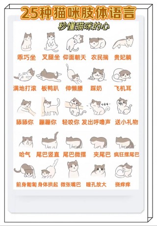 猫奴必备对猫咪的爱语录，让你更懂TA的内心世界