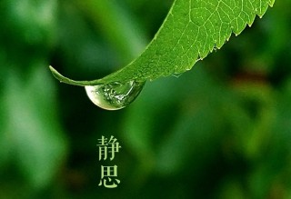 雨水节气文案：一朝春雨，万物清明