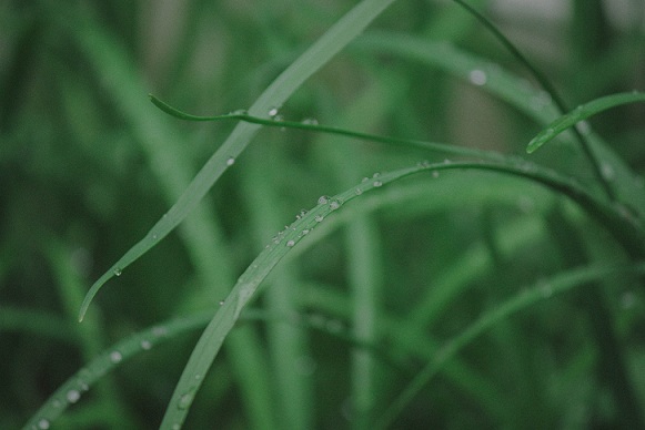 关于雨水的节气文案