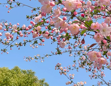 春暖花开适合三月发的文案 春日好心情唯美文案