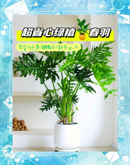 绿植养护指南，让你的家变成绿色花园 第1张