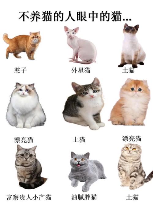 猫说话为什么现在的人类越来越少养猫？ 第2张