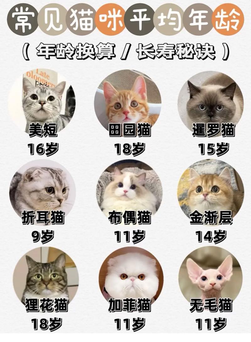 猫说话为什么现在的人类越来越少养猫？ 第1张