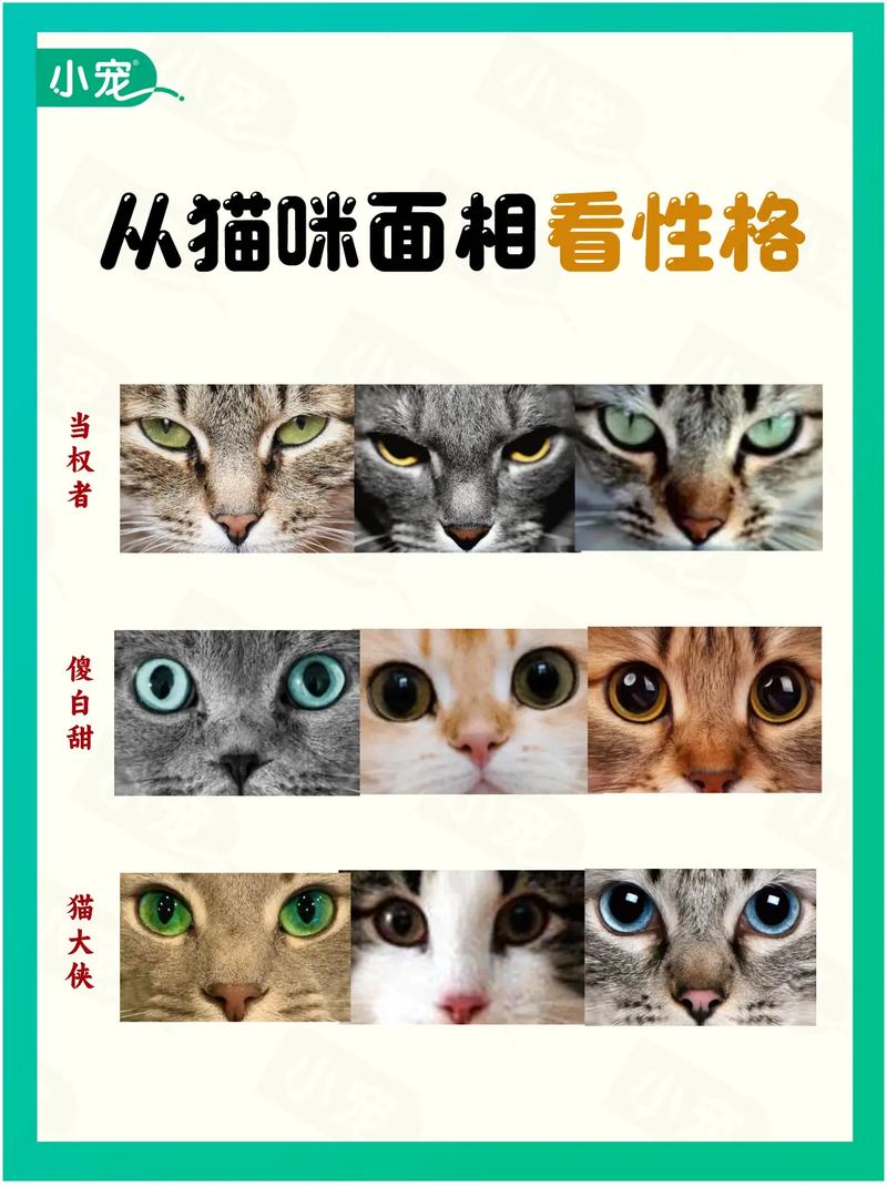 猫说话为什么现在的人类越来越少养猫？ 第3张