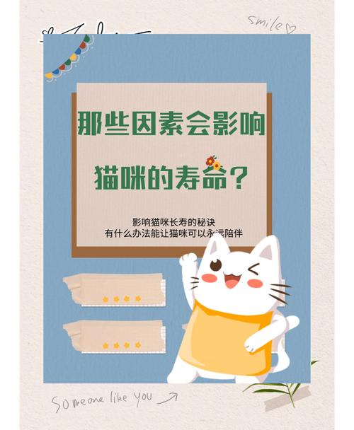 猫咪老师的经典语录，让你更懂爱与陪伴 第1张