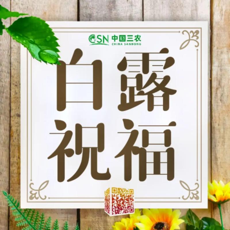 白露节气简短祝福文案 第2张