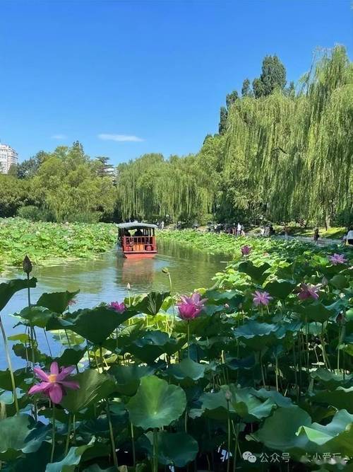 赏荷花的美丽与神秘一场别样的自然之旅 第2张