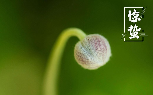 惊蛰节气祝福语精选 第1张