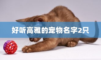 好听高雅的宠物名字2只  第1张