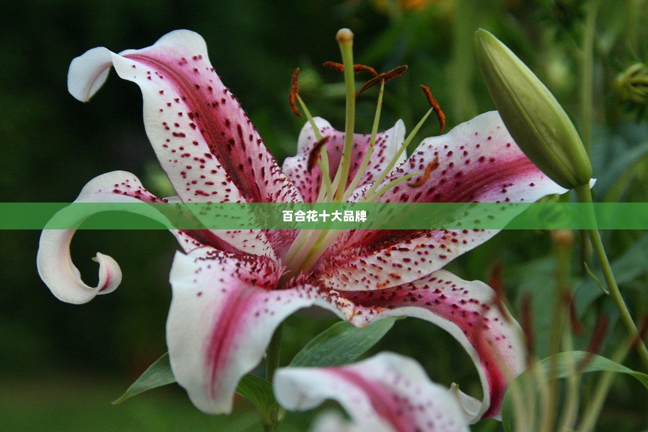 百合花十大品牌 第1张 百合花十大品牌 第1张