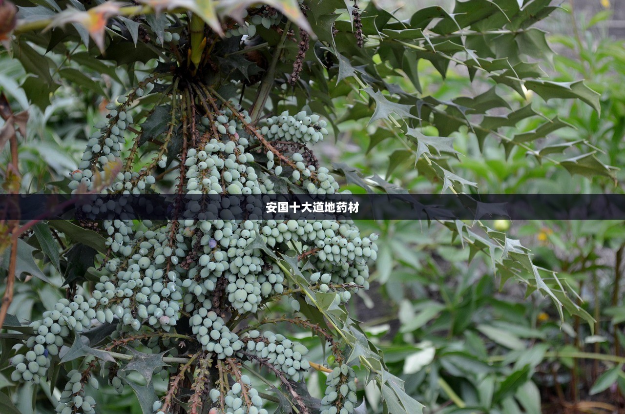 安国十大道地药材  第1张