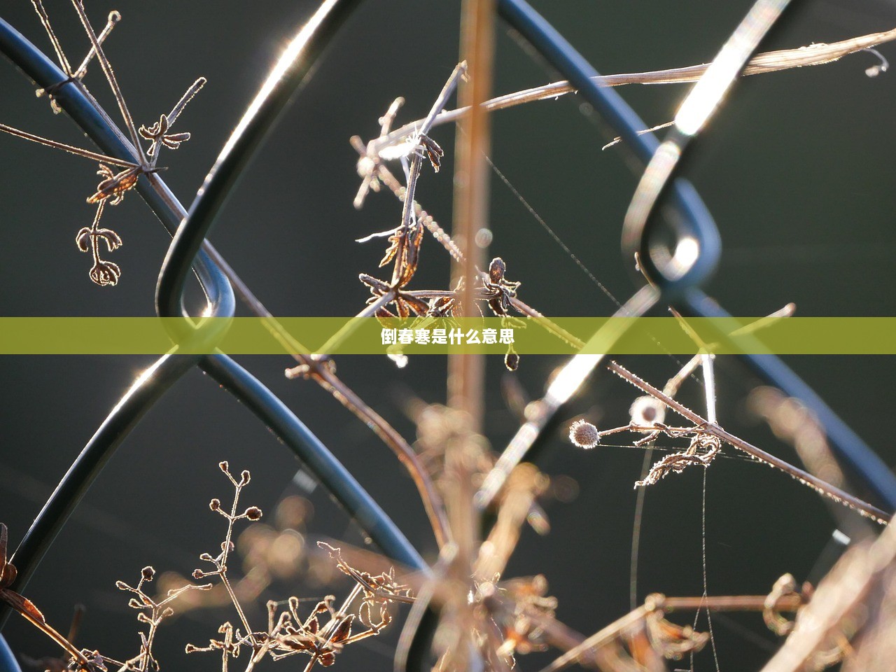 倒春寒是什么意思