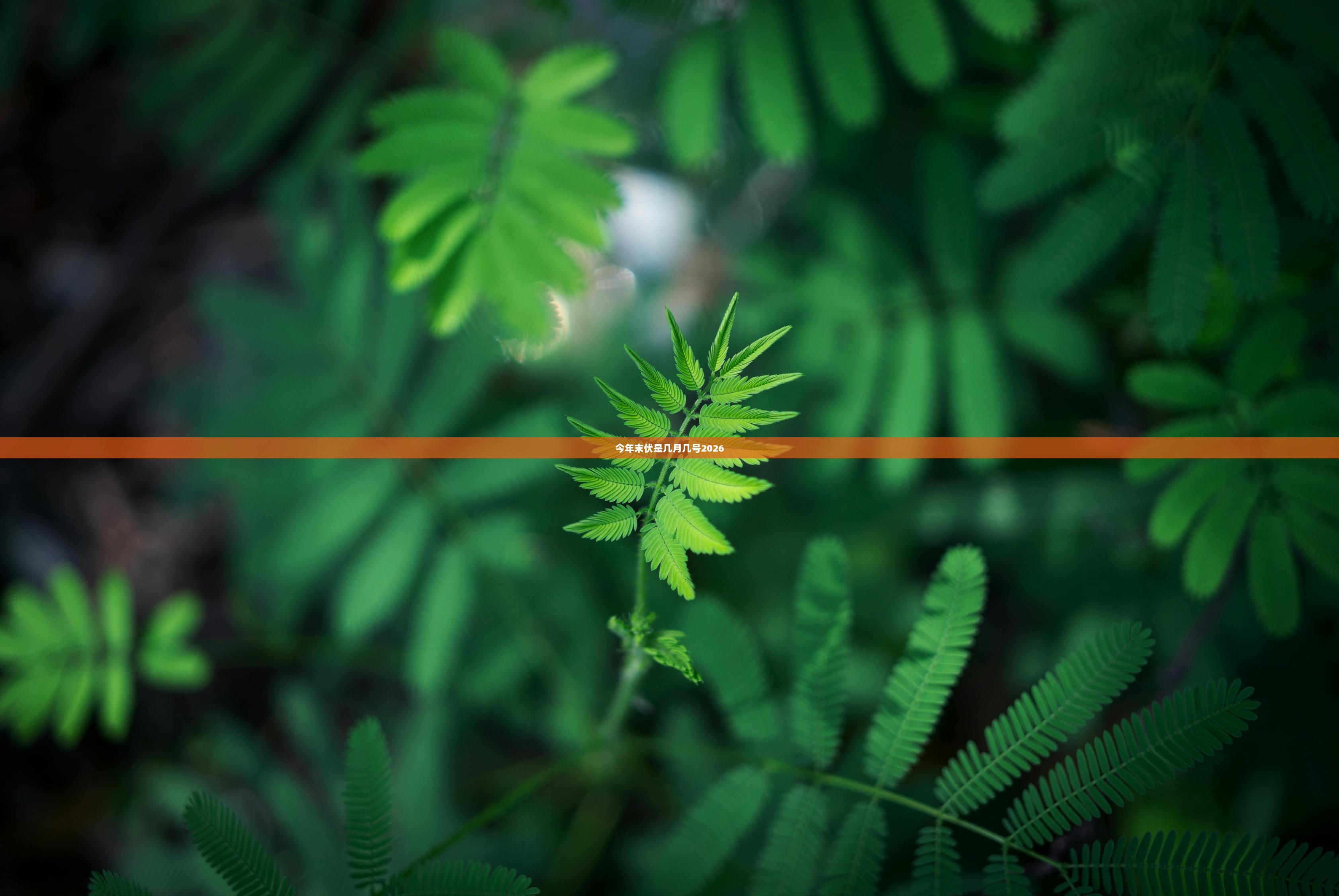 今年末伏是几月几号2026