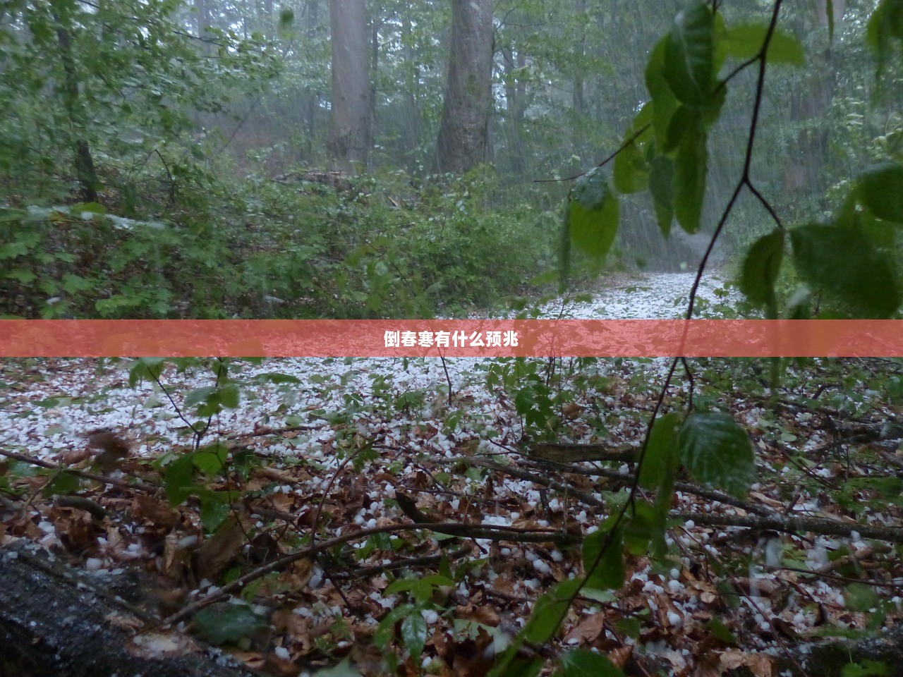 倒春寒有什么预兆