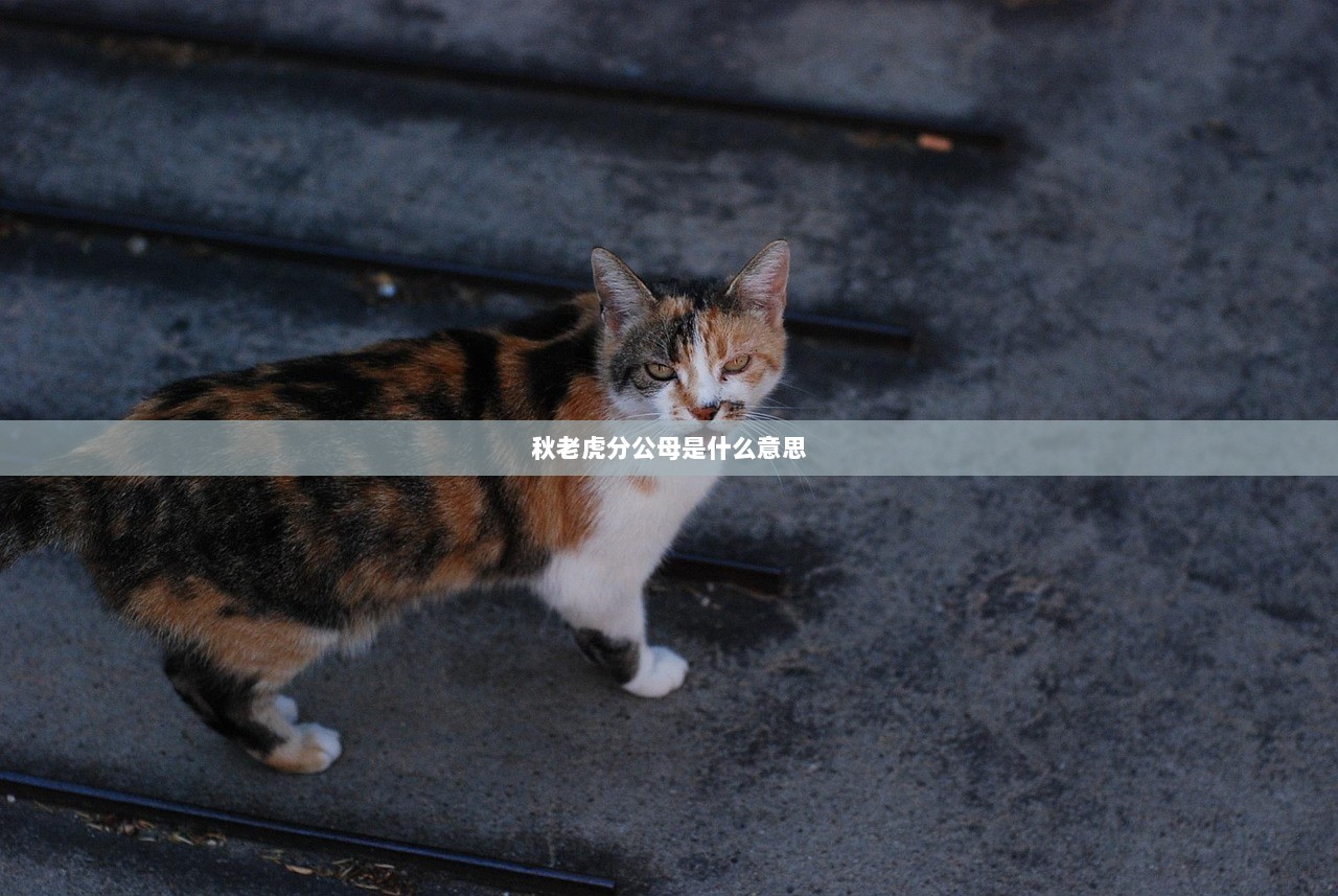 秋老虎分公母是什么意思