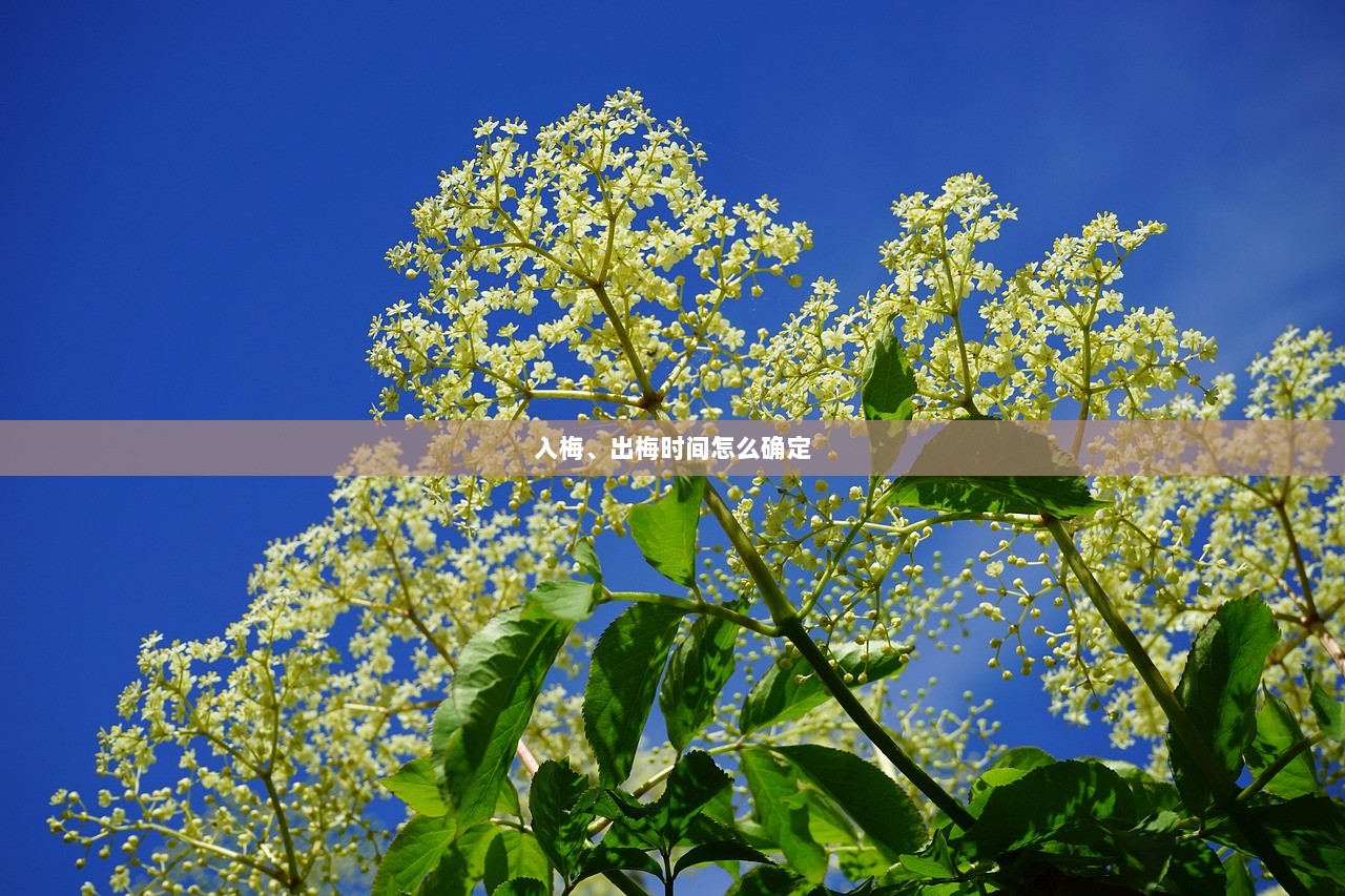 入梅、出梅时间怎么确定