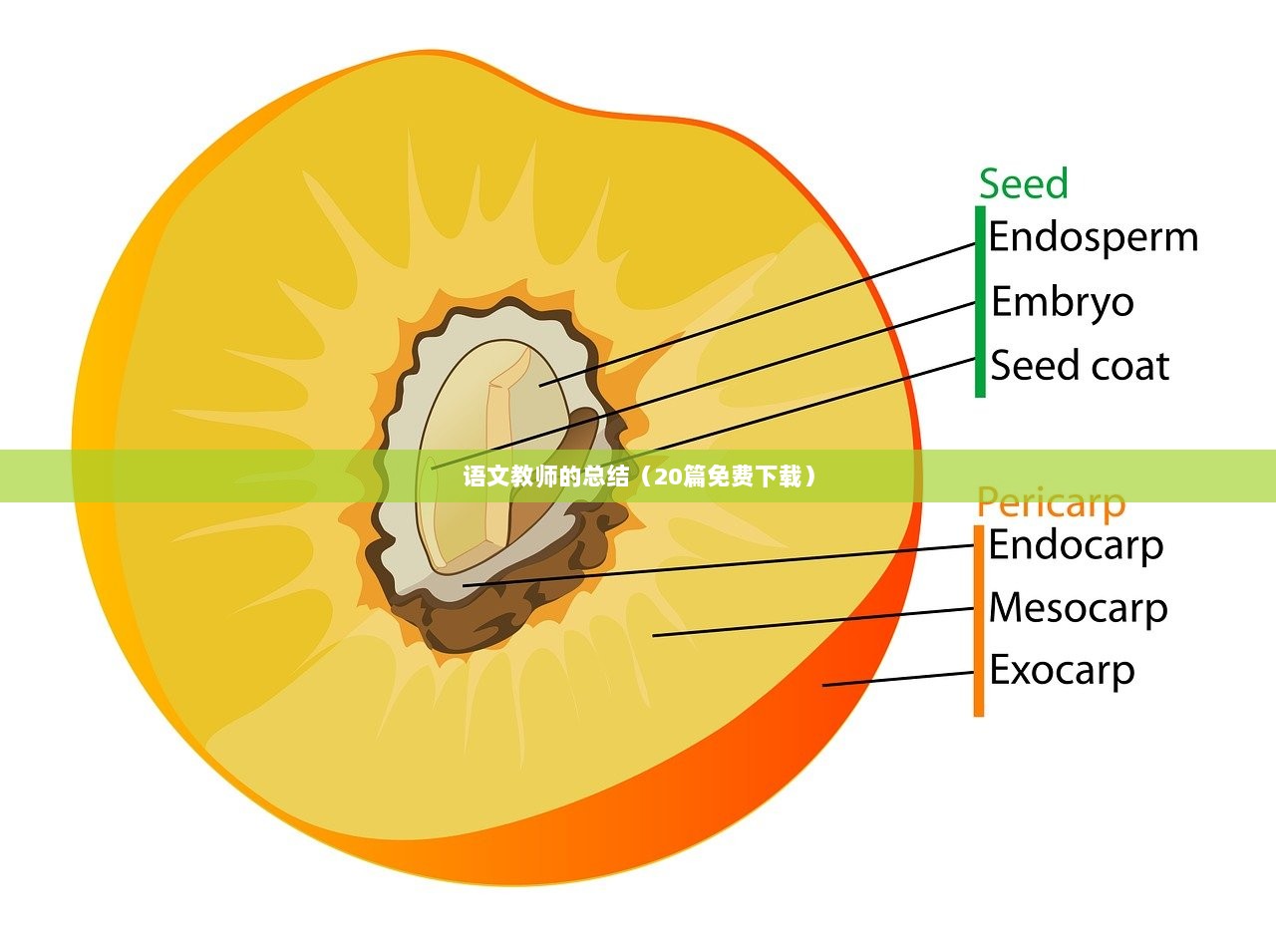 语文教师的总结（20篇免费下载）