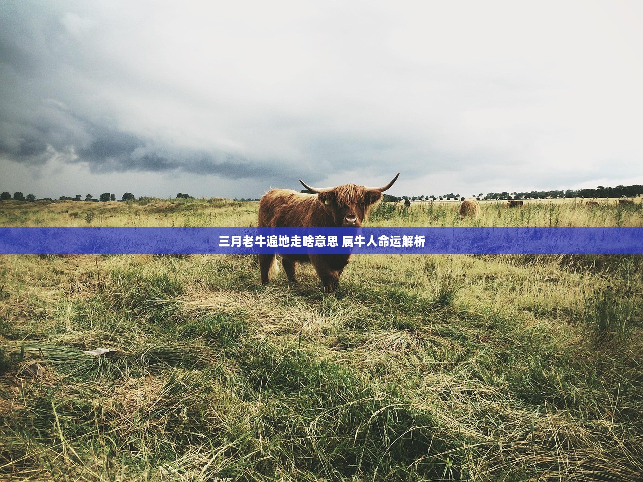 三月老牛遍地走啥意思 属牛人命运解析