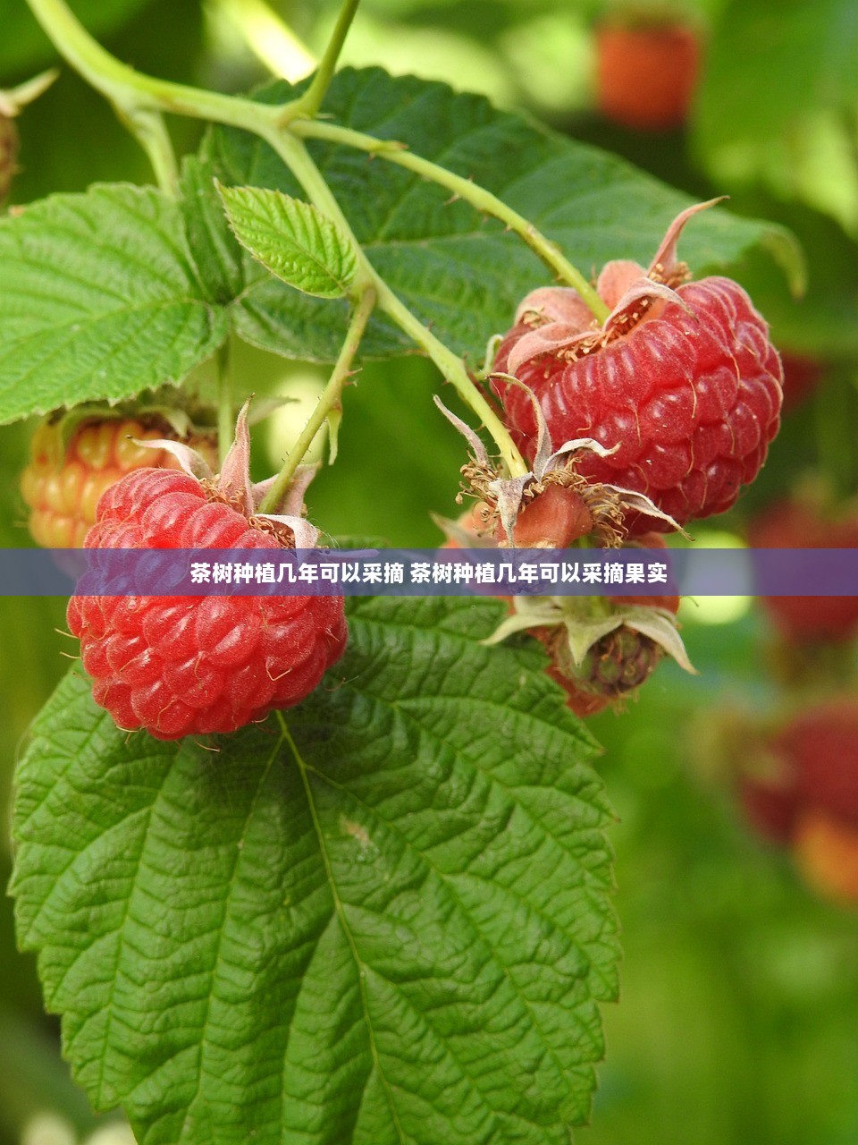 茶树种植几年可以采摘 茶树种植几年可以采摘果实