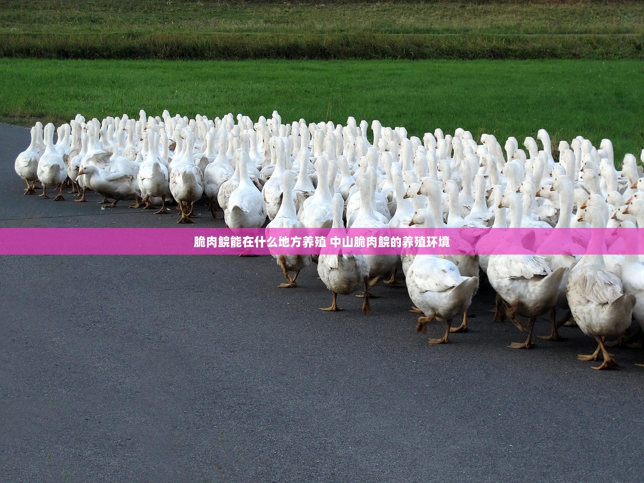 脆肉鲩能在什么地方养殖 中山脆肉鲩的养殖环境