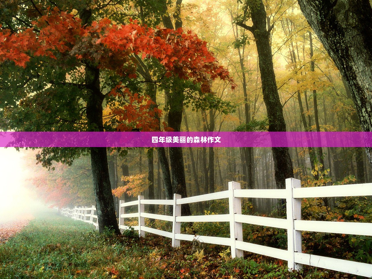 四年级美丽的森林作文