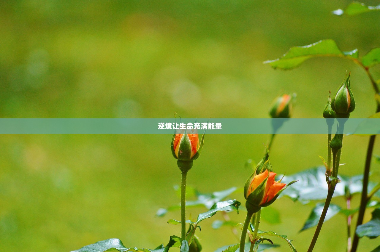 逆境让生命充满能量  第1张