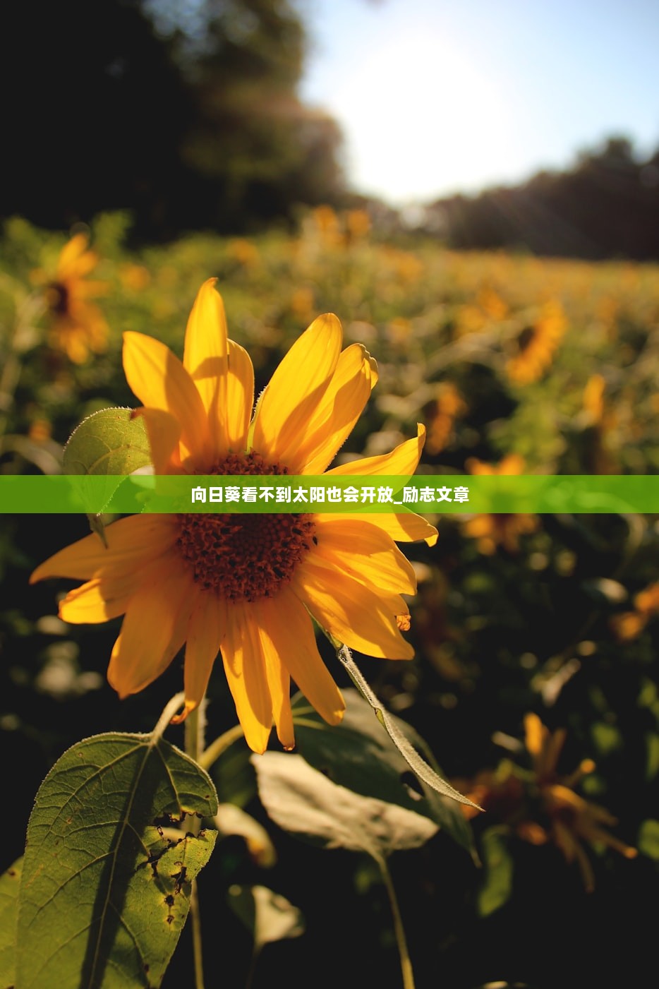向日葵看不到太阳也会开放_励志文章  第1张