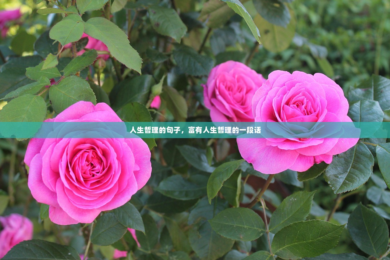 人生哲理的句子，富有人生哲理的一段话  第1张