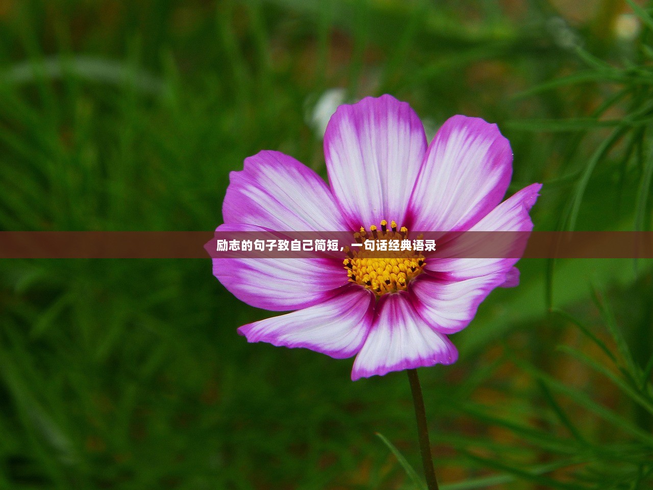 励志的句子致自己简短，一句话经典语录  第1张