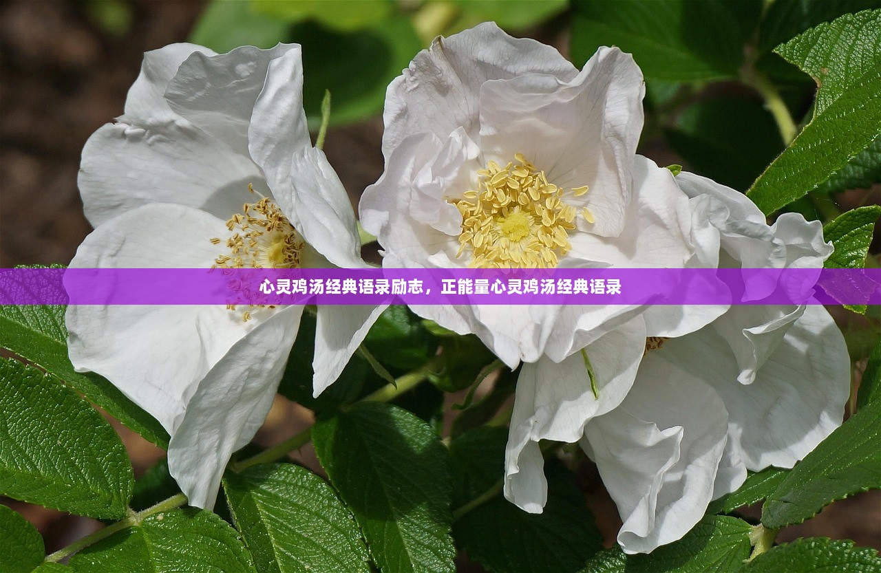 心灵鸡汤经典语录励志,正能量心灵鸡汤经典语录 第1张 心灵鸡汤经典语录励志,正能量心灵鸡汤经典语录 第1张