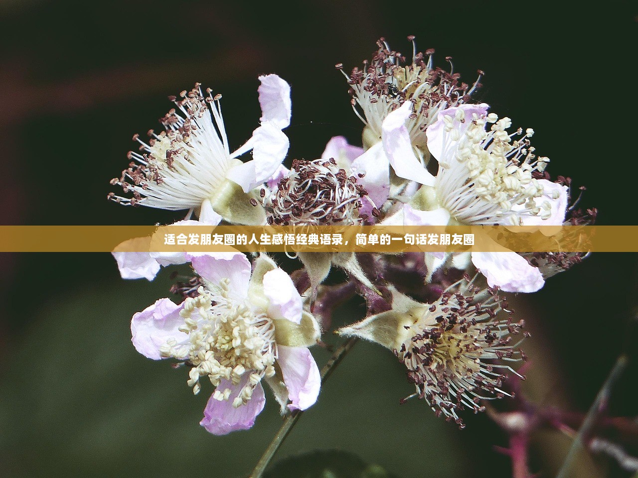 适合发朋友圈的人生感悟经典语录，简单的一句话发朋友圈
