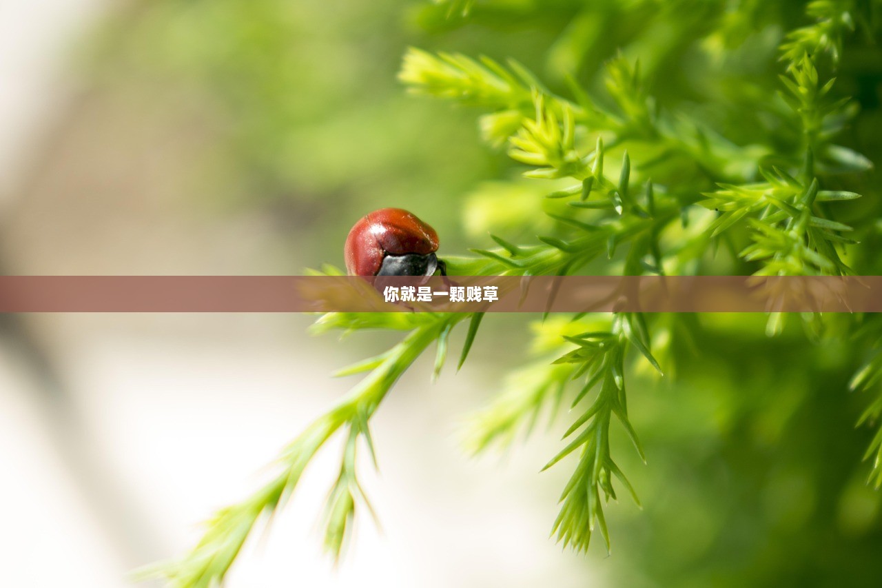 你就是一颗贱草 第1张 你就是一颗贱草 第1张