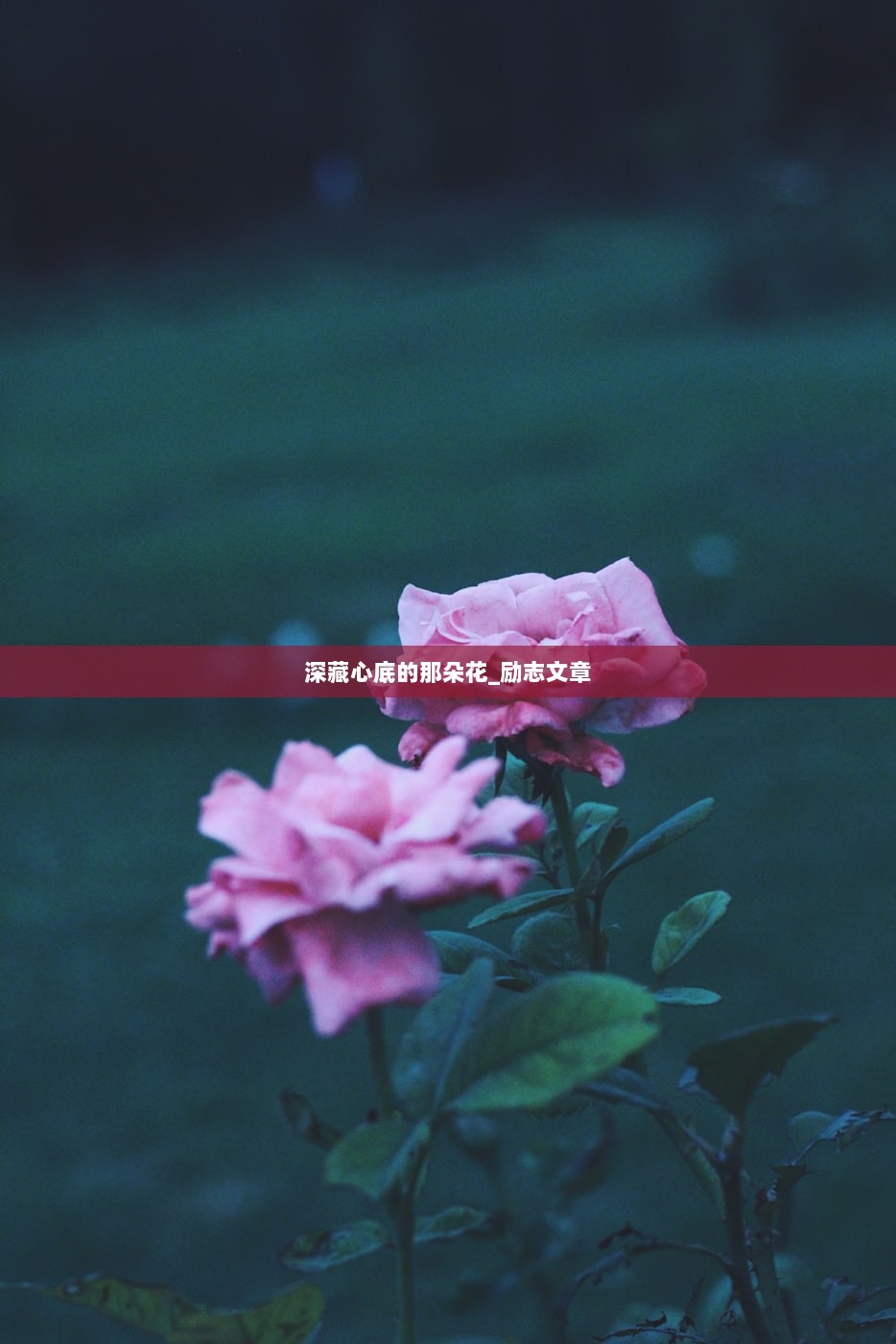 深藏心底的那朵花_励志文章