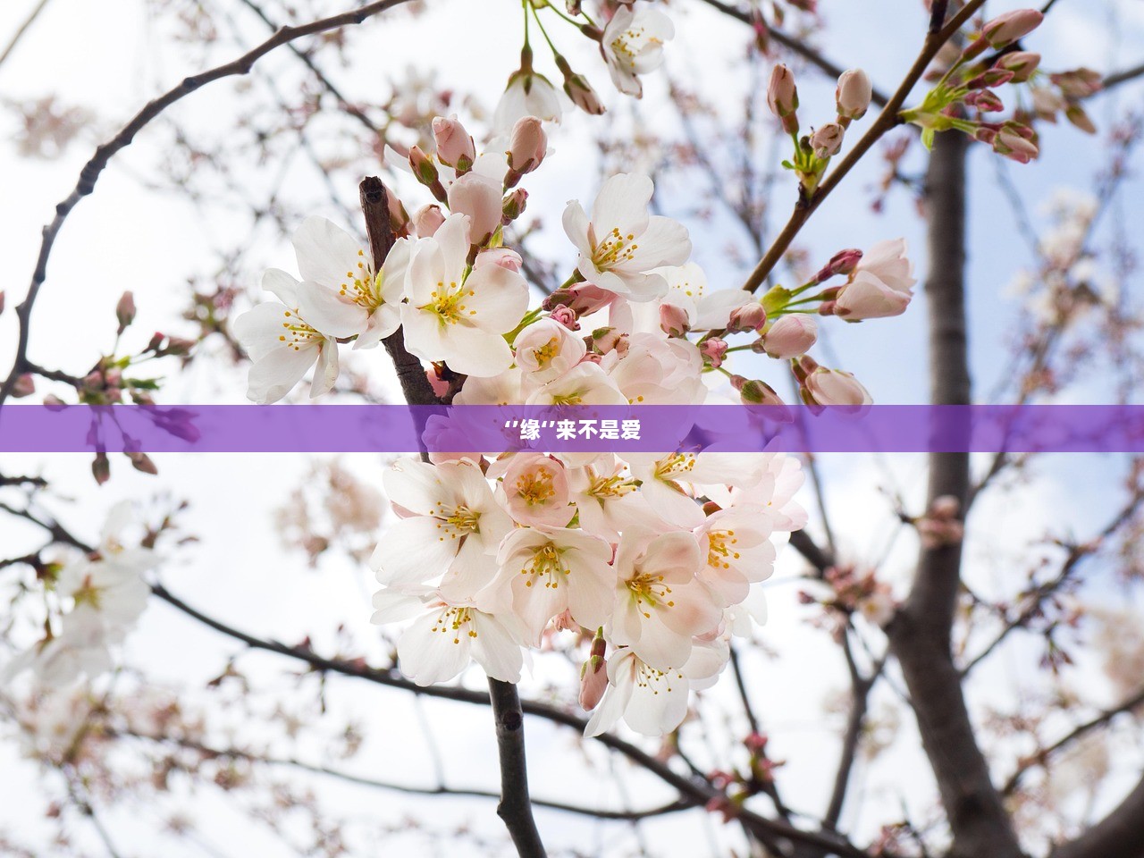 ‘’缘‘’来不是爱