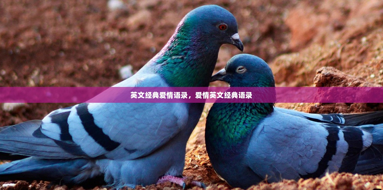 英文经典爱情语录，爱情英文经典语录