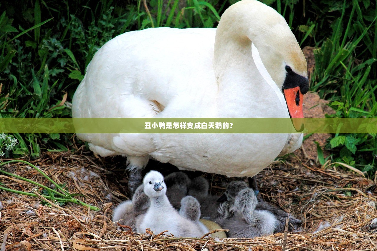 丑小鸭是怎样变成白天鹅的？