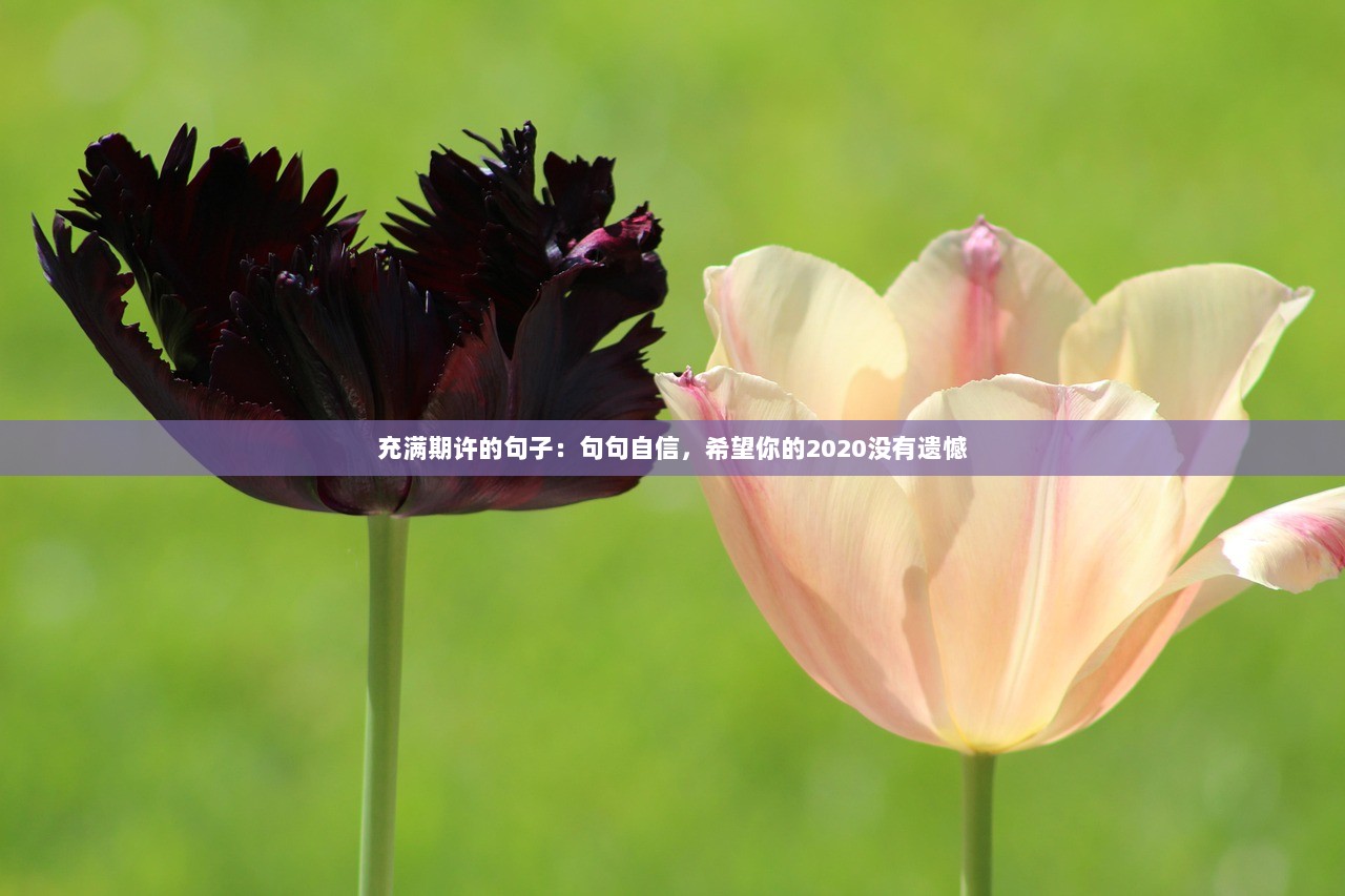 充满期许的句子:句句自信,希望你的2020没有遗憾 第1张 充满期许的句子:句句自信,希望你的2020没有遗憾 第1张