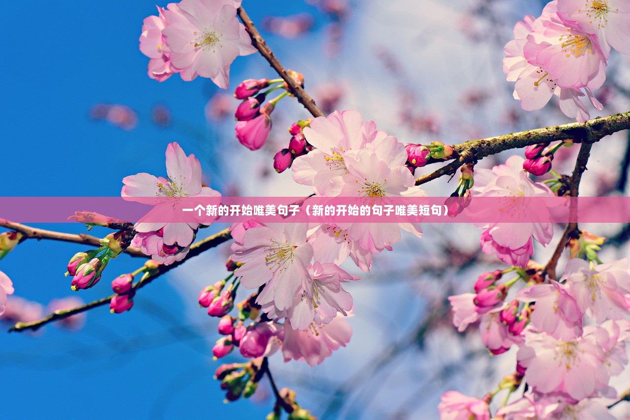 一个新的开始唯美句子（新的开始的句子唯美短句）