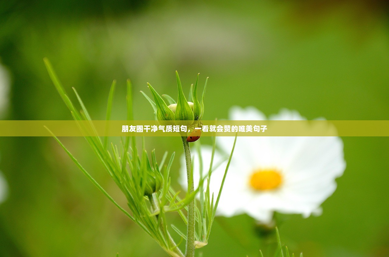 朋友圈干净气质短句，一看就会赞的唯美句子  第1张