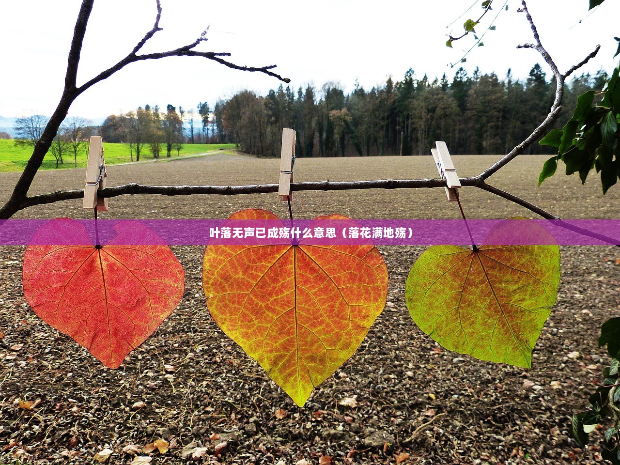 叶落无声已成殇什么意思（落花满地殇）