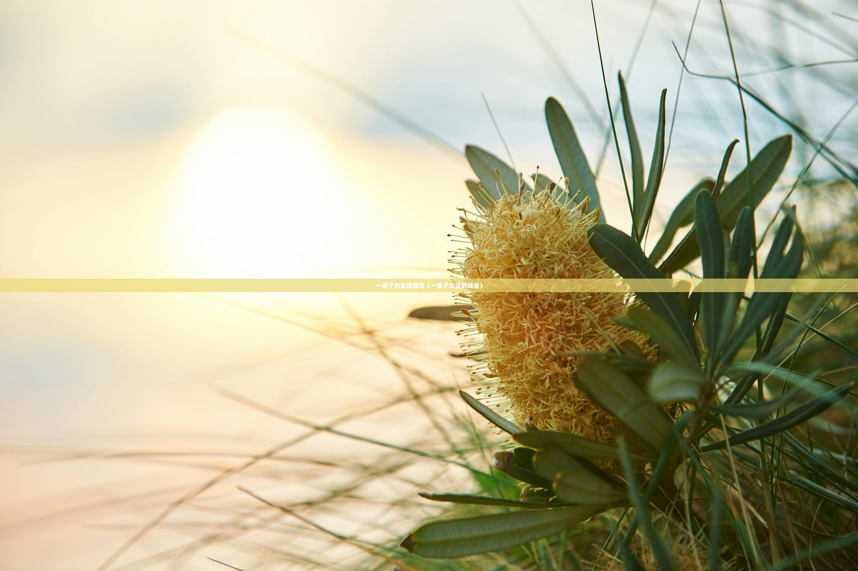 一辈子的友谊短句(一辈子友谊的说说) 第1张 一辈子的友谊短句(一辈子友谊的说说) 第1张