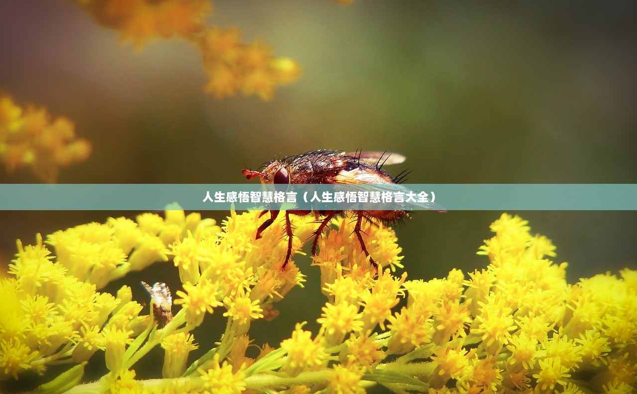 人生感悟智慧格言（人生感悟智慧格言大全）  第1张