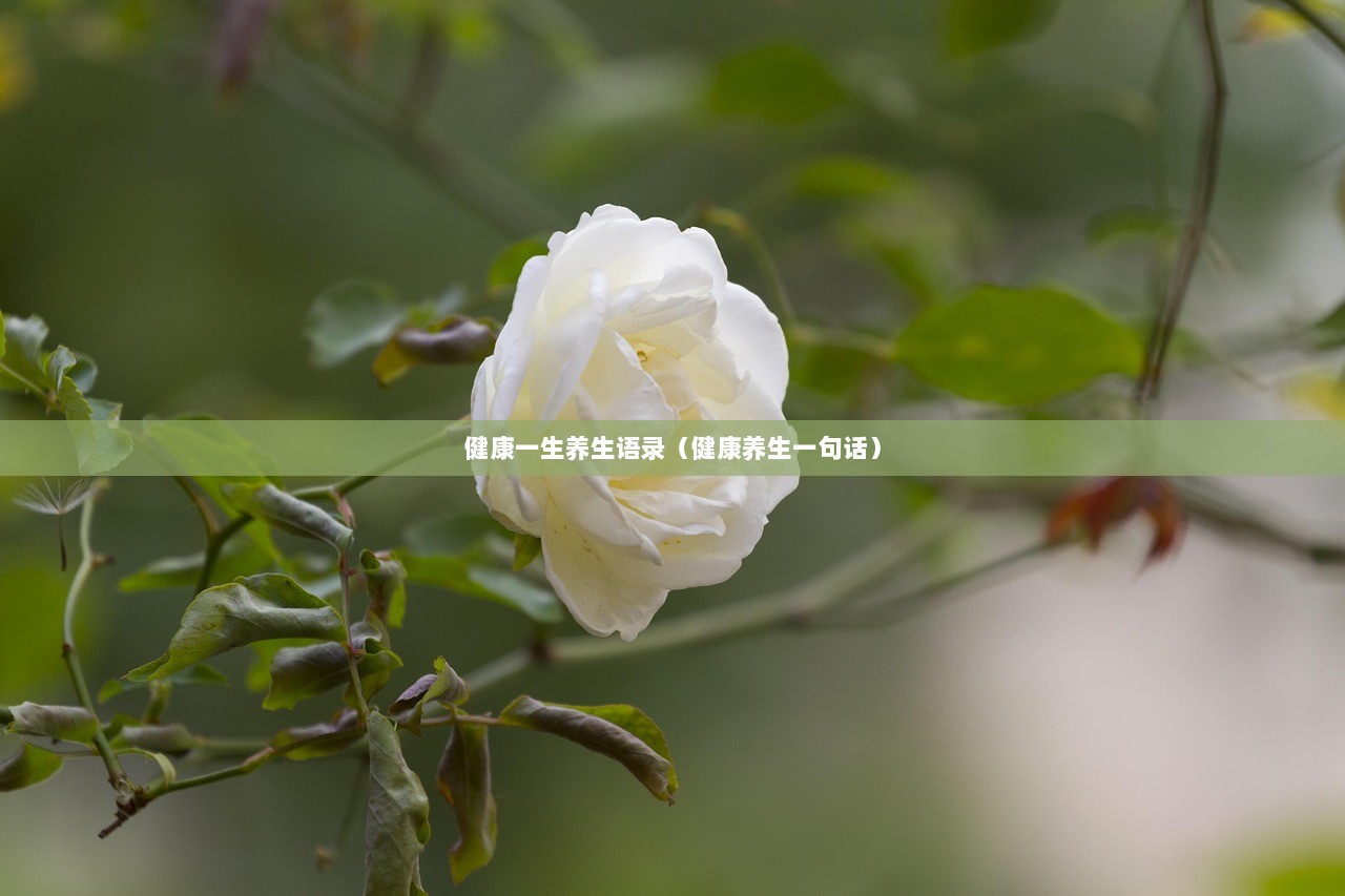 健康一生养生语录（健康养生一句话）
