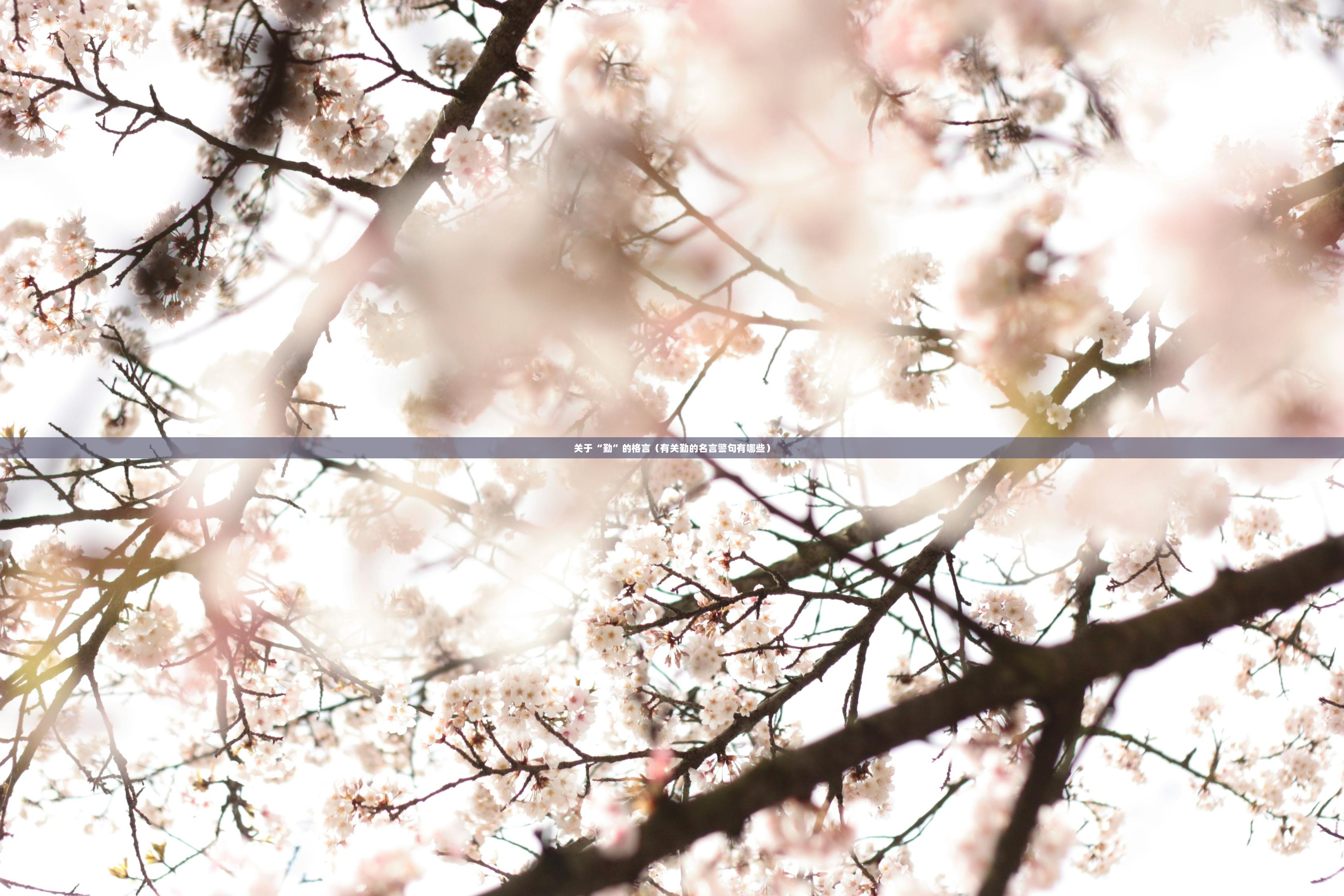 关于“勤”的格言（有关勤的名言警句有哪些）