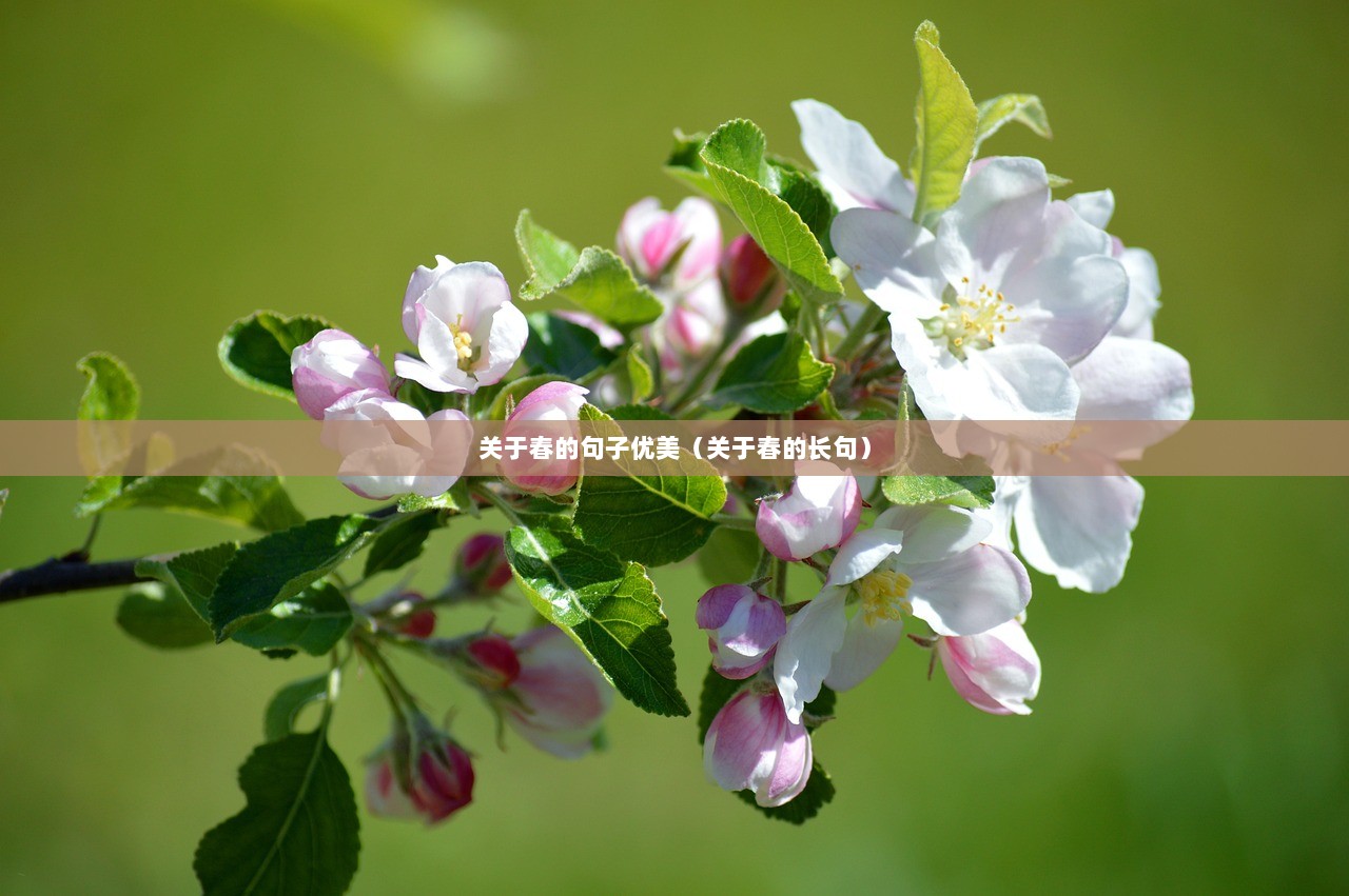 关于春的句子优美（关于春的长句）