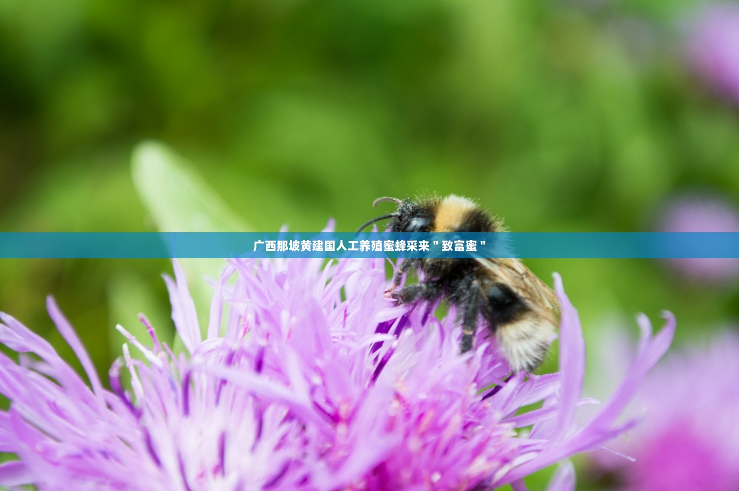 广西那坡黄建国人工养殖蜜蜂采来＂致富蜜＂