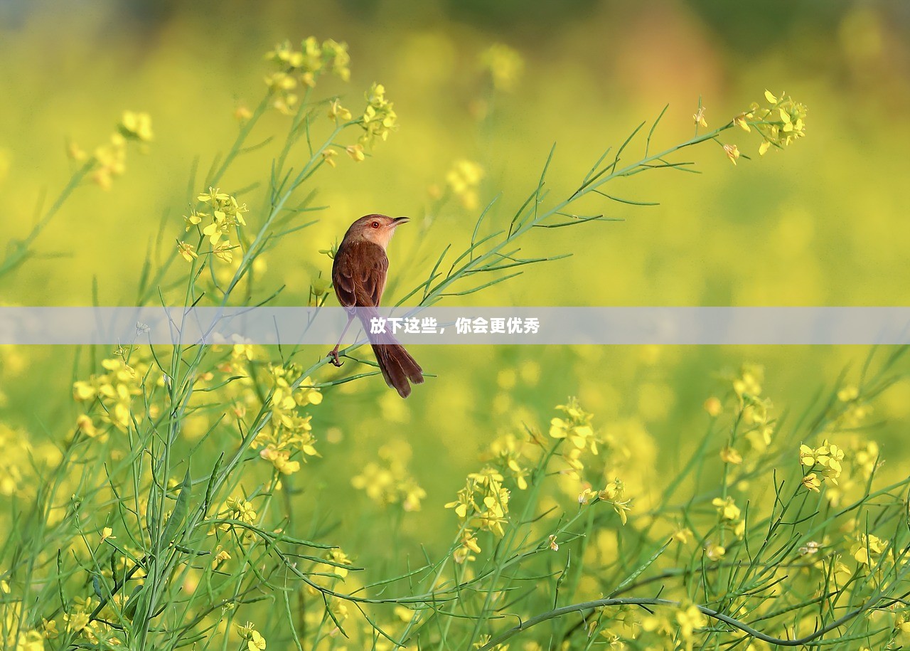 放下这些，你会更优秀